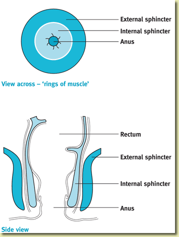 anal sphincter muscles